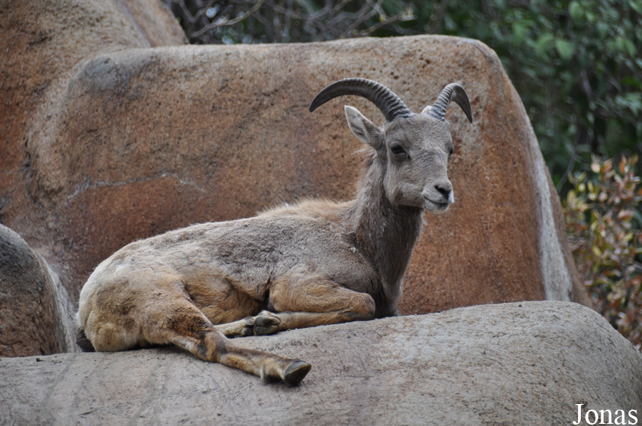 Ovis canadensis nelsoni