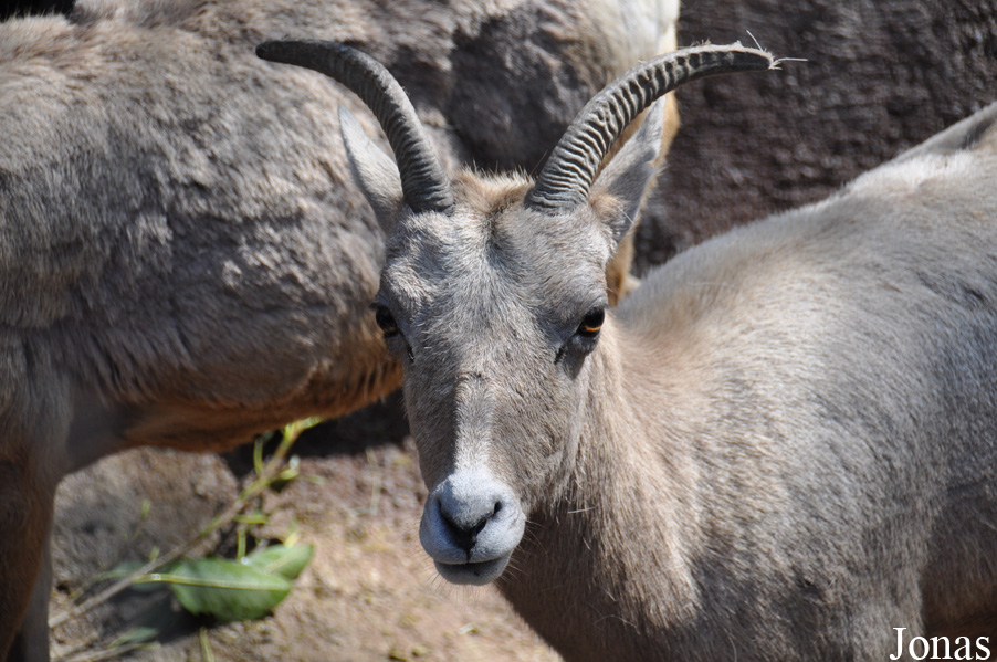 Ovis canadensis nelsoni