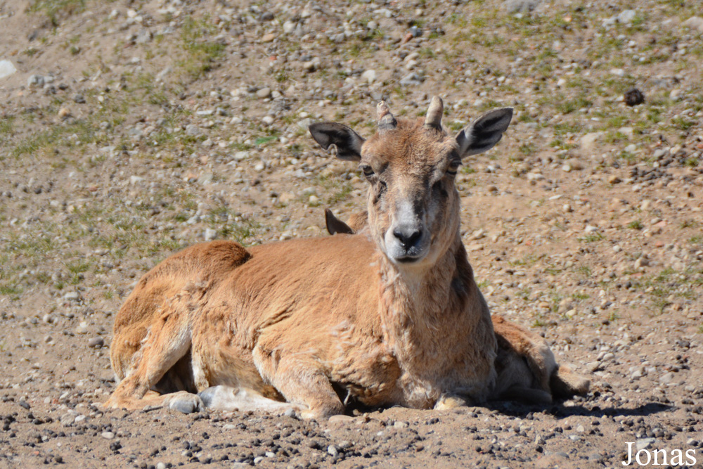 Ovis cycloceros arkal