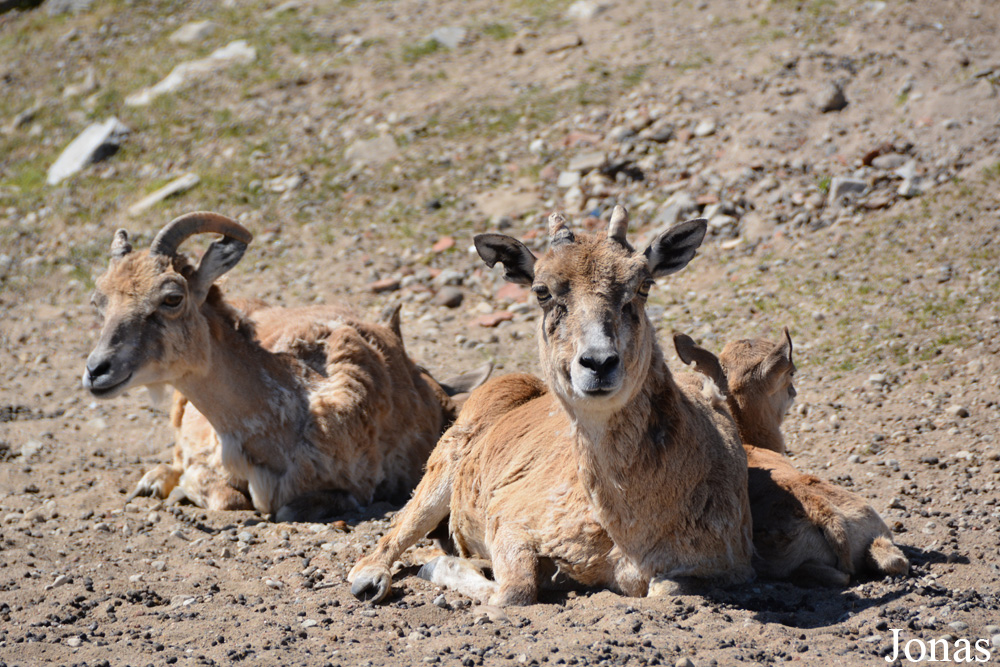 Ovis cycloceros arkal