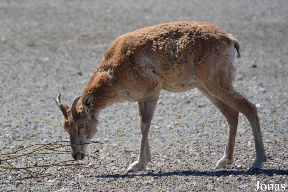 Ovis cycloceros arkal