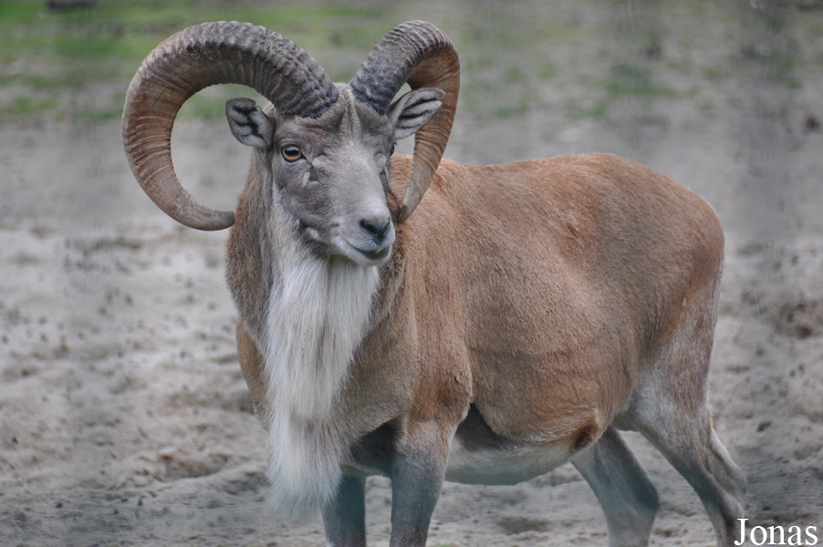 Ovis cycloceros cycloceros