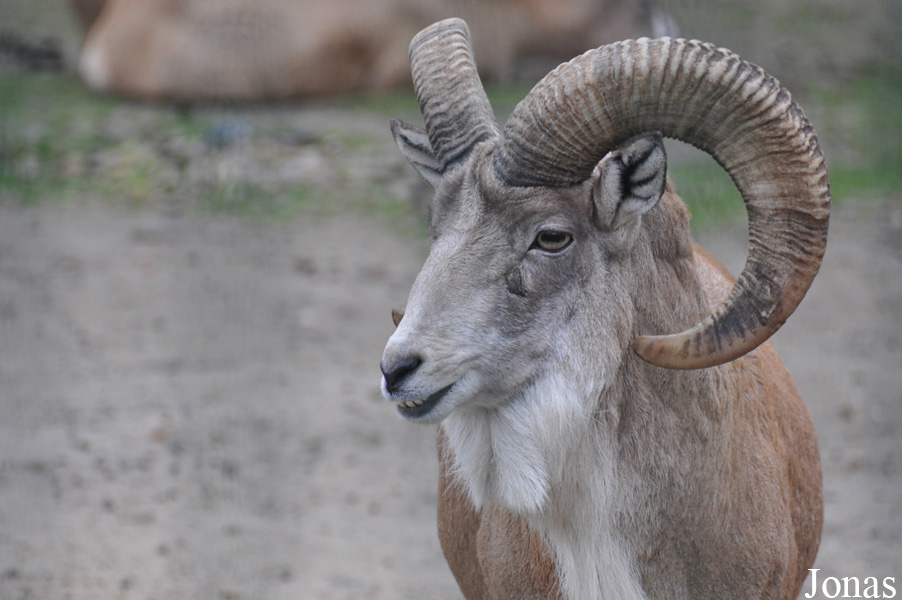 Ovis cycloceros cycloceros