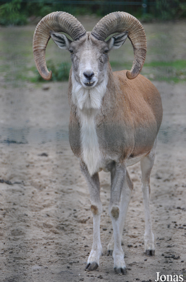Ovis cycloceros cycloceros