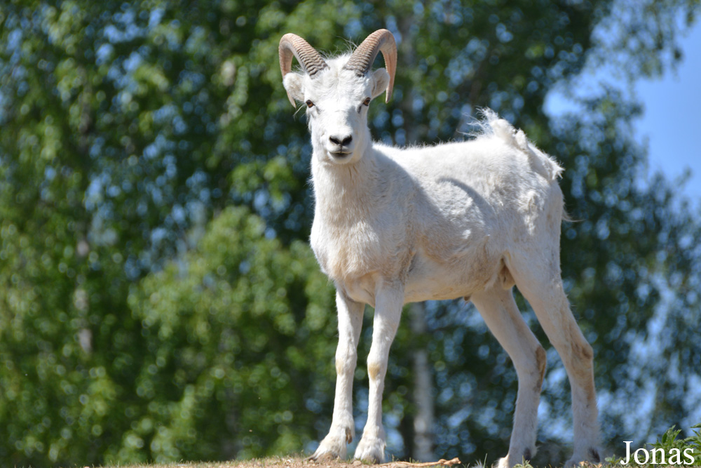 Ovis dalli dalli