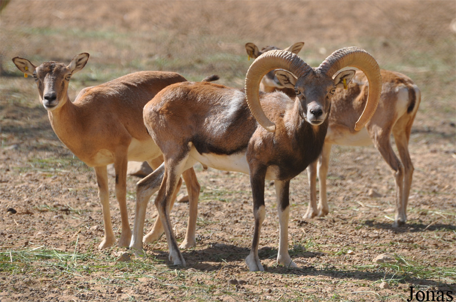 Ovis laristanica