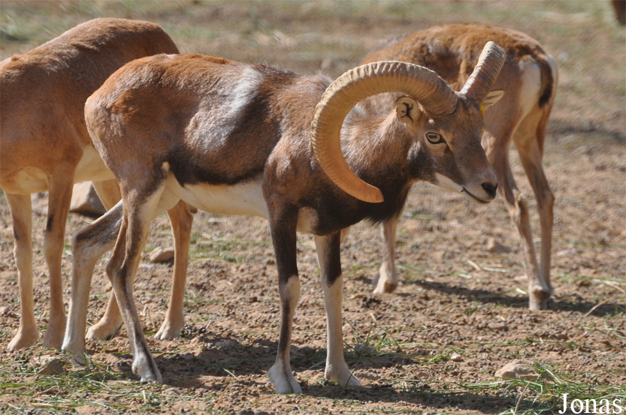 Ovis laristanica