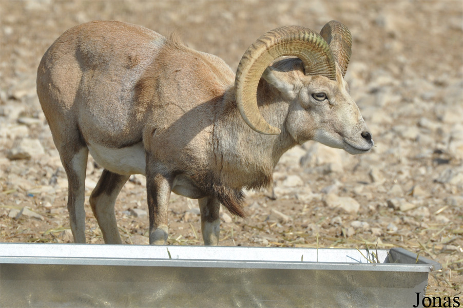 Ovis laristanica