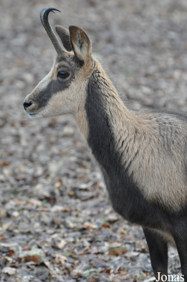 Rupicapra pyrenaica