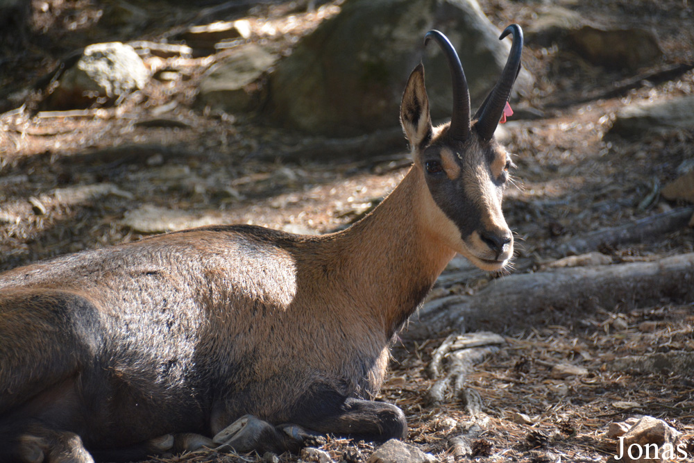 Rupicapra rupicapra rupicapra