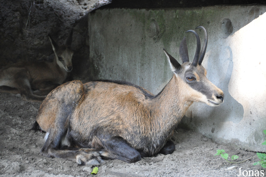 Rupicapra rupicapra rupicapra