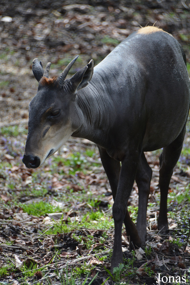 Cephalophus silvicultor