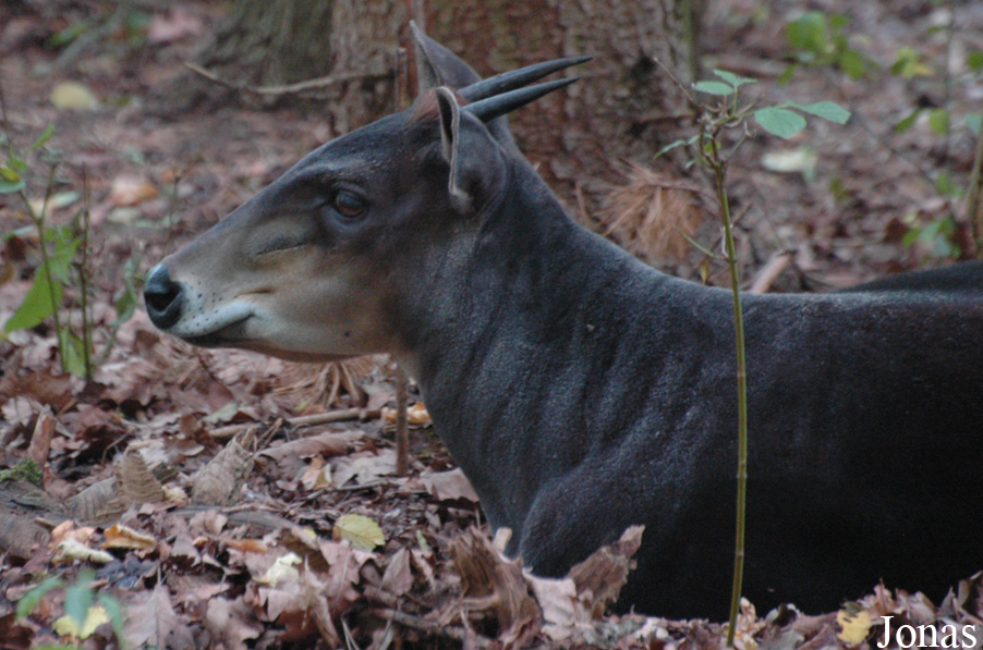 Cephalophus silvicultor