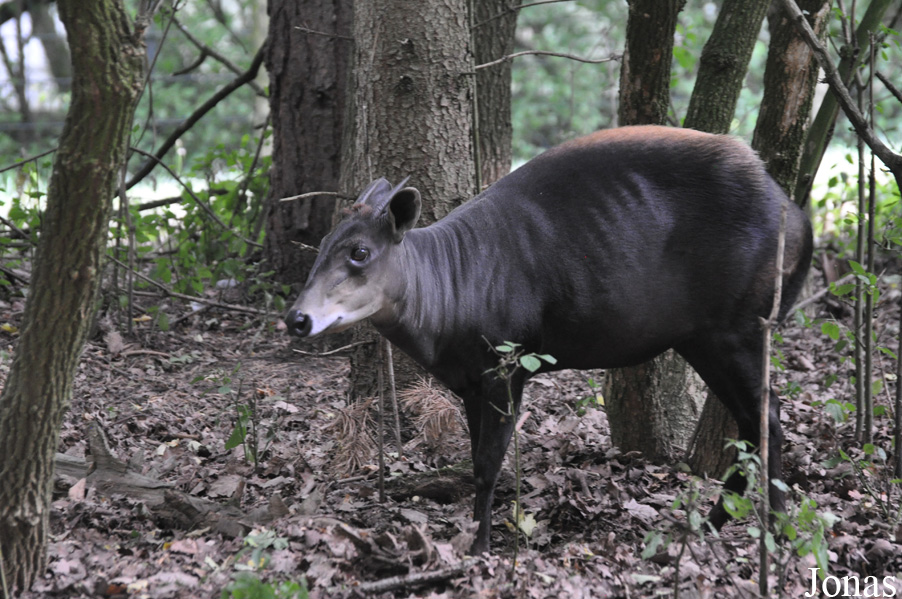 Cephalophus silvicultor