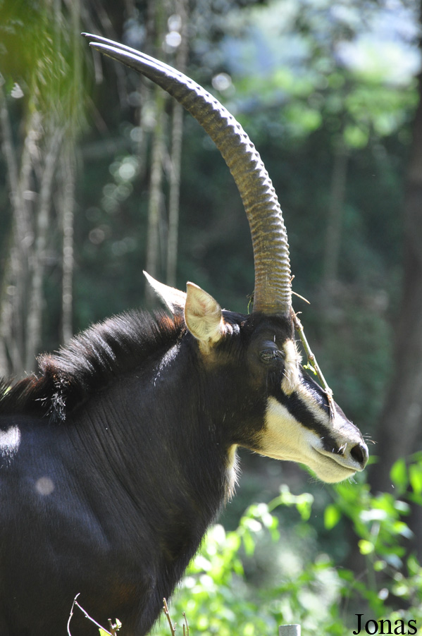 Hippotragus niger