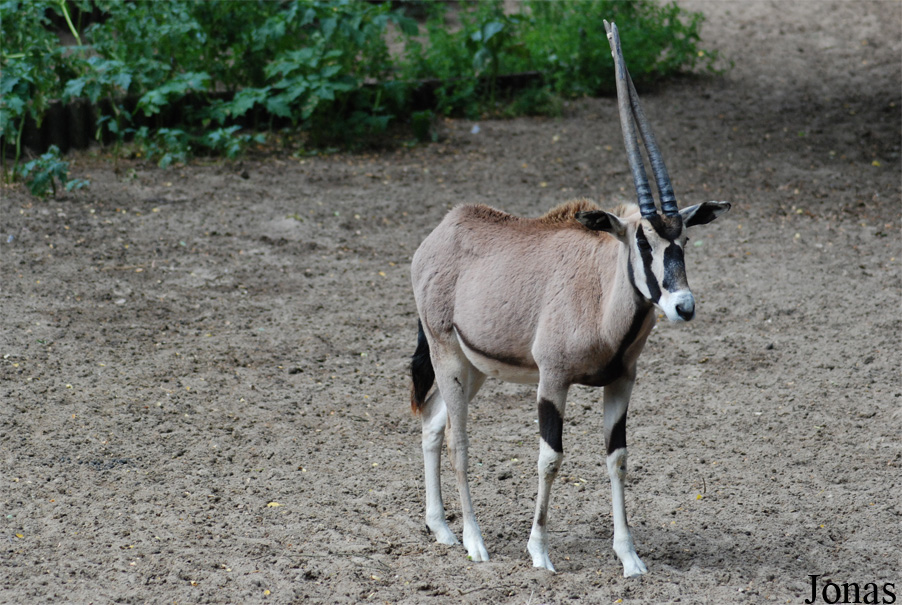 Oryx beisa beisa