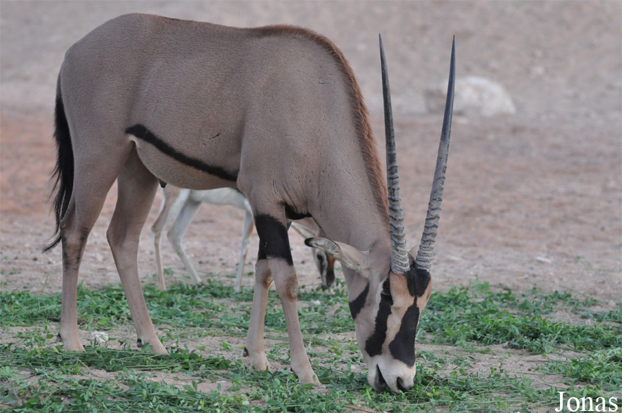 Oryx beisa callotis