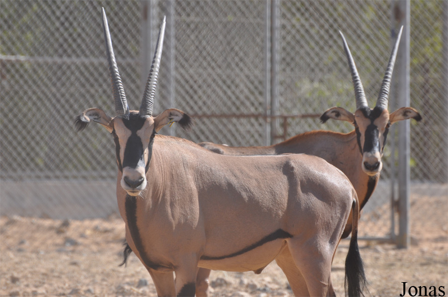 Oryx beisa callotis