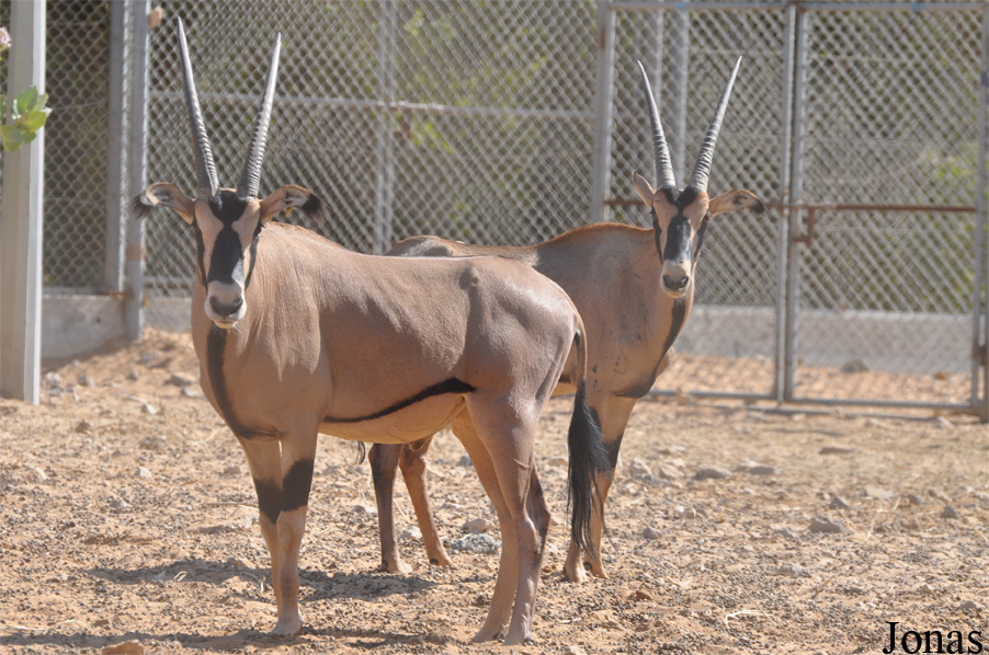 Oryx beisa callotis