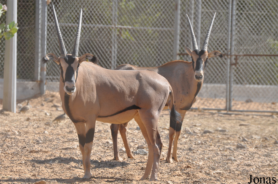 Oryx beisa callotis
