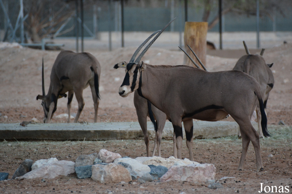 Oryx beisa callotis