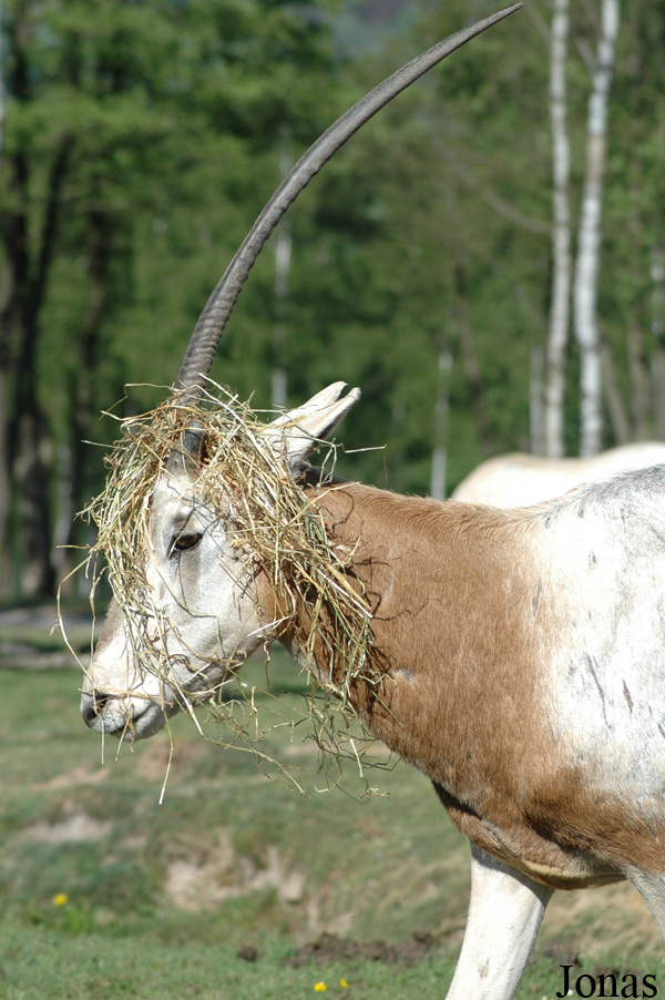 Oryx dammah
