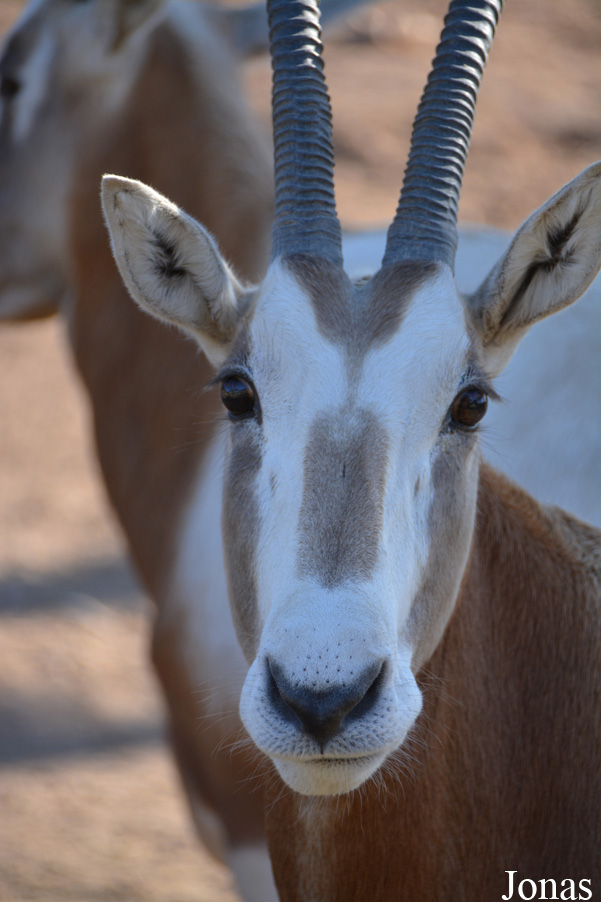 Oryx dammah