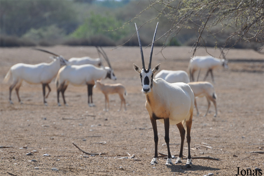 Oryx leucoryx