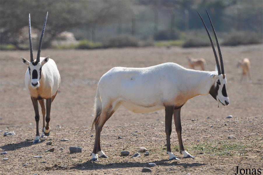 Oryx leucoryx