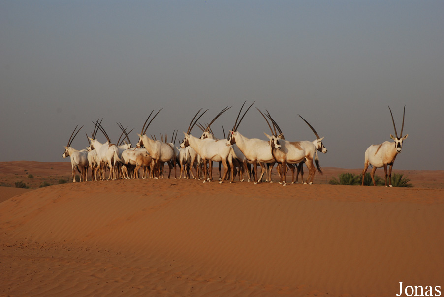 Oryx leucoryx