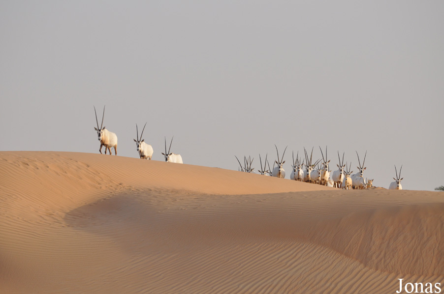 Oryx leucoryx