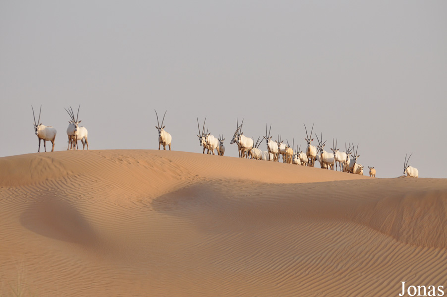 Oryx leucoryx
