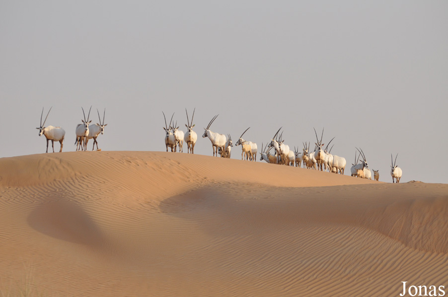 Oryx leucoryx