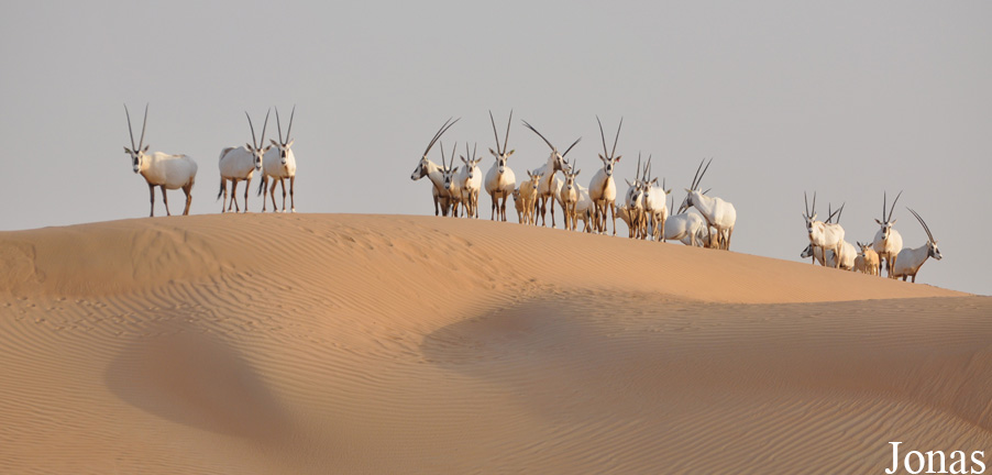 Oryx leucoryx