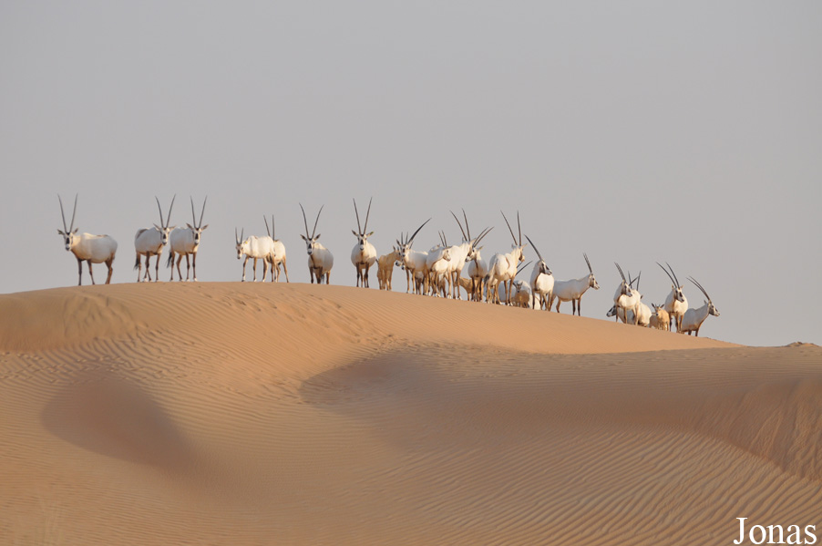 Oryx leucoryx