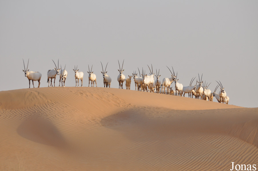 Oryx leucoryx