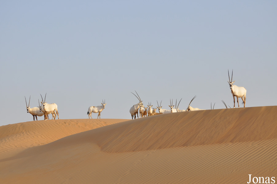 Oryx leucoryx