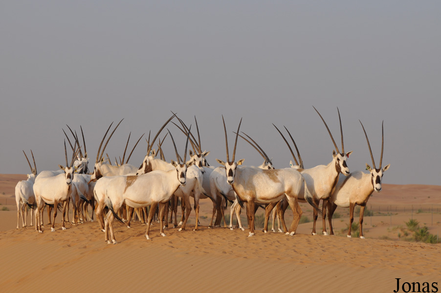 Oryx leucoryx