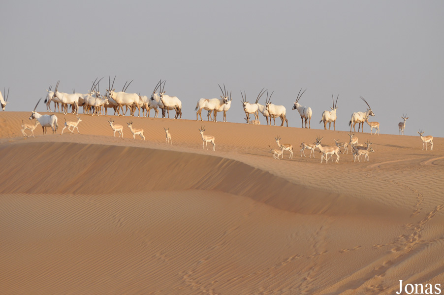 Oryx leucoryx