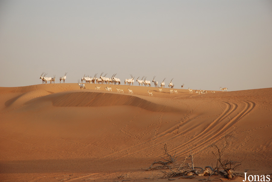Oryx leucoryx