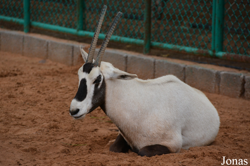 Oryx leucoryx