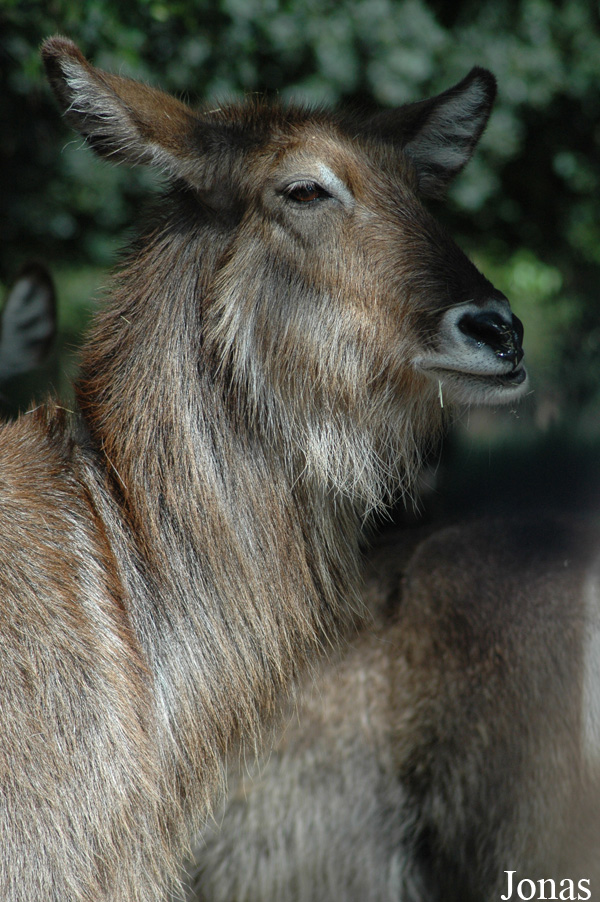 Kobus ellipsiprymnus ellipsiprymnus