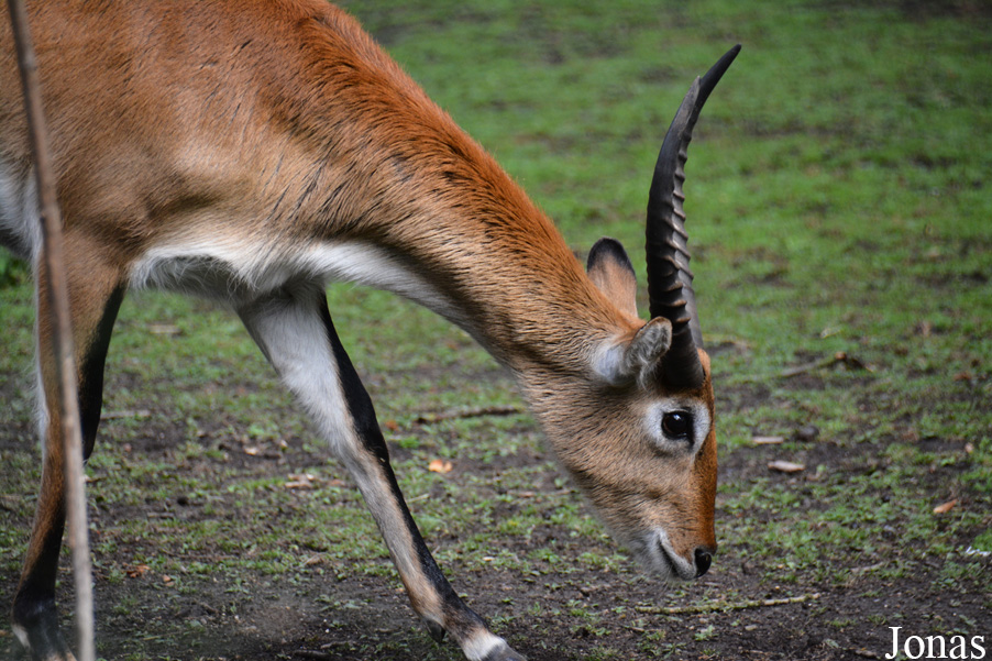 Kobus leche kafuensis