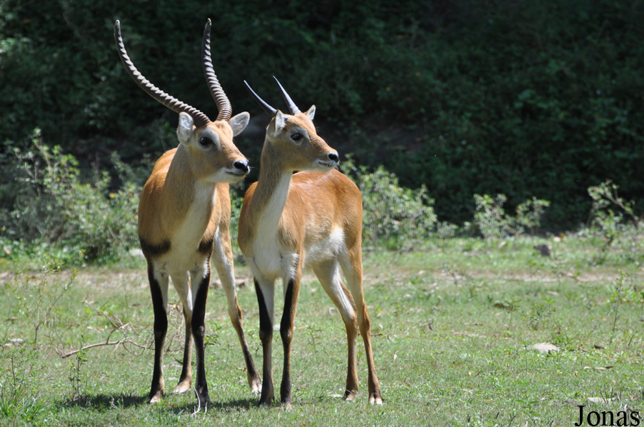 Kobus leche kafuensis