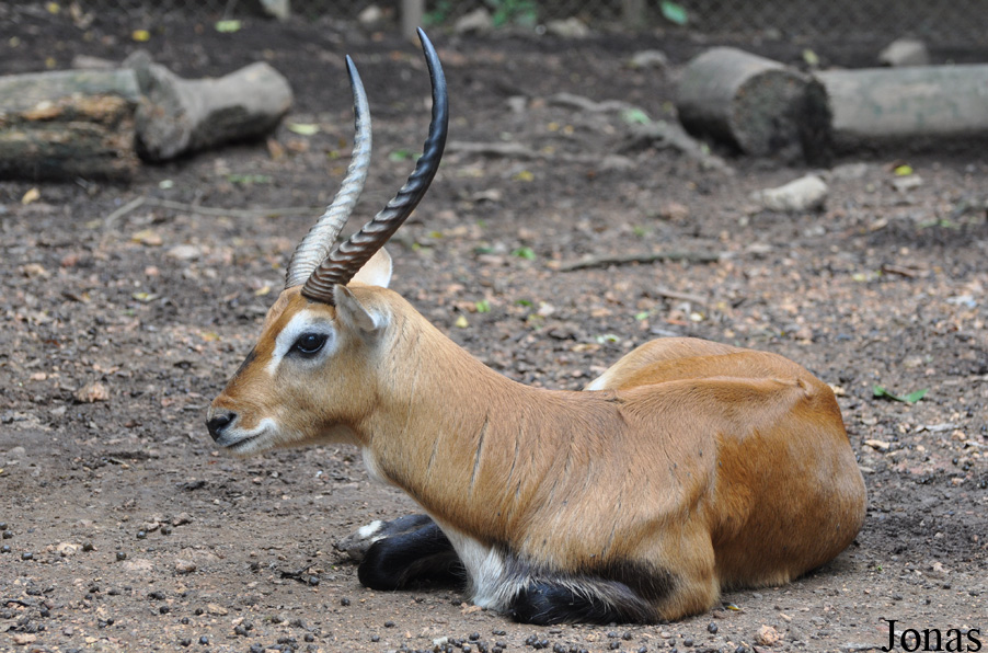 Kobus leche kafuensis