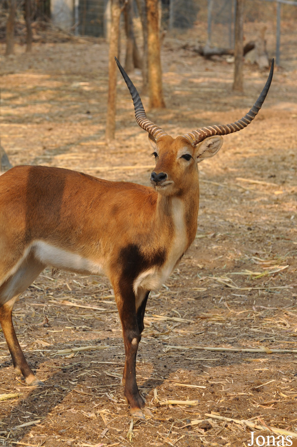 Kobus leche kafuensis