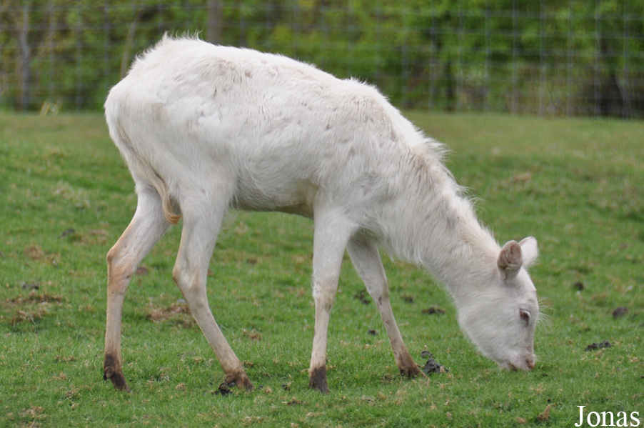 Kobus leche kafuensis