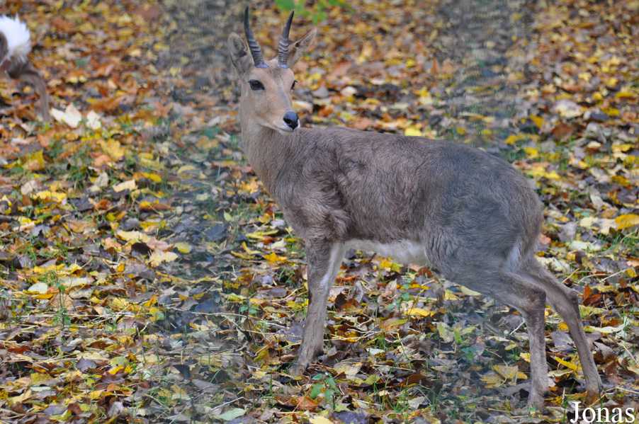 Redunca fulvorufula fulvorufula