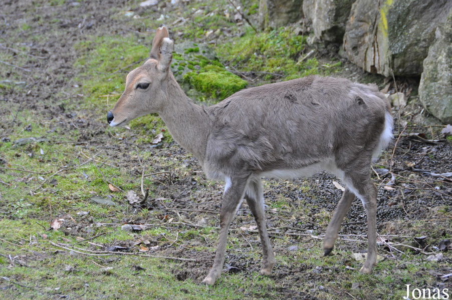 Redunca fulvorufula fulvorufula