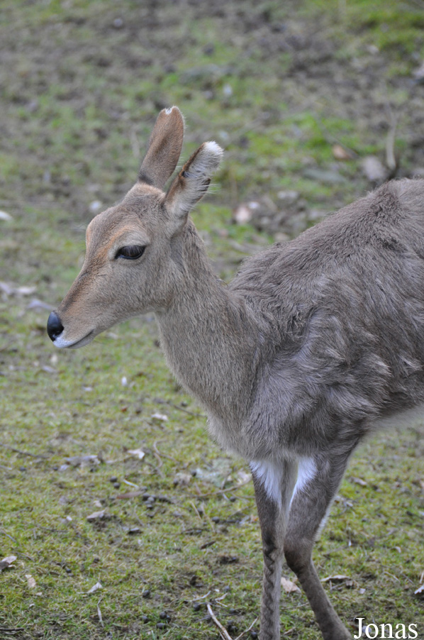Redunca fulvorufula fulvorufula